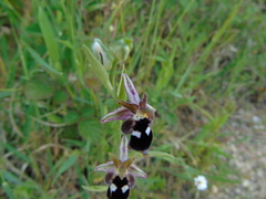 Ophrys reinholdii