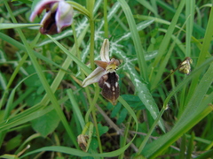 Ophrys reinholdii