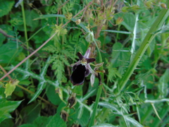 Ophrys reinholdii