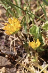 Trifolium jokerstii