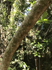 Zanthoxylum fagara