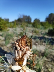 Agapanthia asphodeli