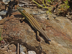 Ophisops elegans macrodactylus