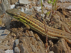 Ophisops elegans macrodactylus