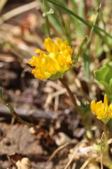 Trifolium jokerstii