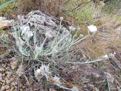 Convolvulus lanuginosus