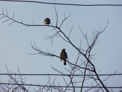 Turdus pilaris