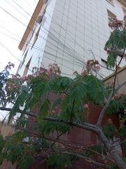 Albizia julibrissin