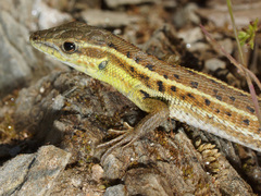 Ophisops elegans macrodactylus