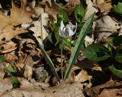 Erythronium albidum