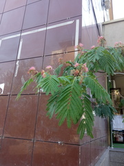 Albizia julibrissin