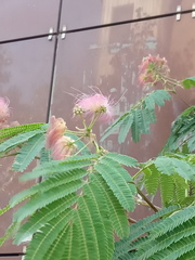 Albizia julibrissin