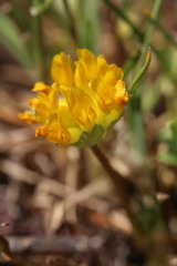 Trifolium jokerstii