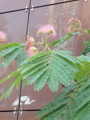 Albizia julibrissin