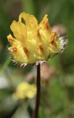 Trifolium jokerstii