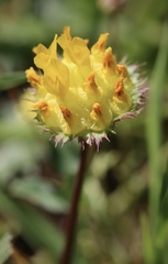 Trifolium jokerstii
