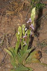 Ophrys fuciflora heterochila
