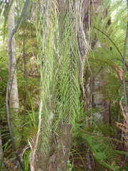 Asplenium flaccidum flaccidum