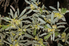 Thymelaea tartonraira argentea