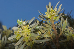 Thymelaea tartonraira argentea