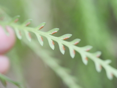 Asplenium flaccidum flaccidum