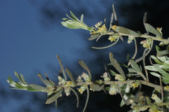 Thymelaea tartonraira argentea