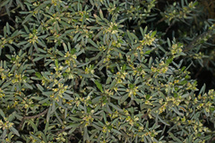 Thymelaea tartonraira argentea