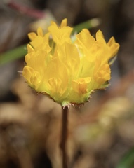 Trifolium jokerstii