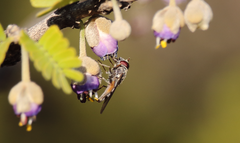 Platycheirus punctulatum
