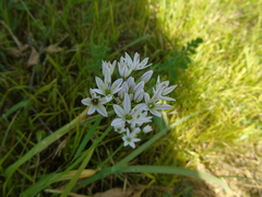 Allium trifoliatum
