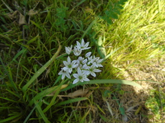 Allium trifoliatum