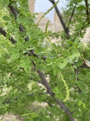 Erythrostemon mexicanus