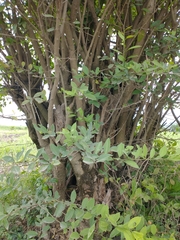 Achatocarpus nigricans