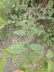 Achatocarpus nigricans