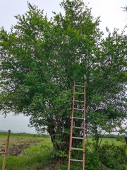 Achatocarpus nigricans