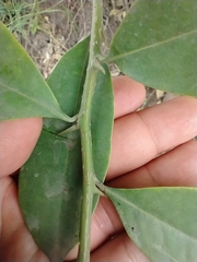 Achatocarpus nigricans