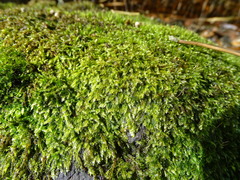 Sematophyllaceae