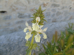 Stachys spinulosa