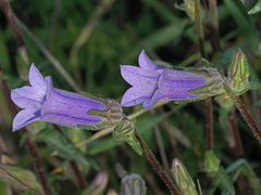 Campanula lyrata