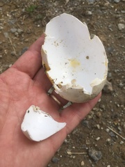 Meleagris gallopavo silvestris