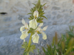 Stachys spinulosa