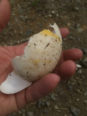 Meleagris gallopavo silvestris