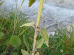 Stachys spinulosa
