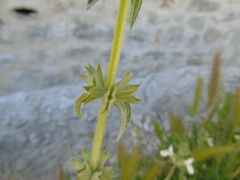 Stachys spinulosa