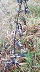 Angiospermae