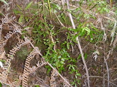 Lygodium articulatum