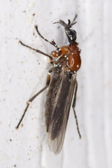 Dilophus tibialis breviceps