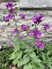 Lunaria
