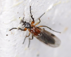 Dilophus tibialis breviceps