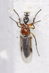 Dilophus tibialis breviceps